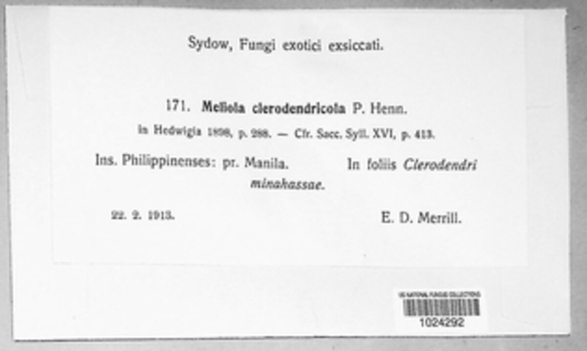 Meliola clerodendricola image